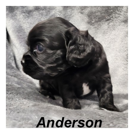 puppy, for, sale, Cockilear, Joe & Cherri  Overlease, dog, breeder, Miller, MO, dog-breeder, puppy-for-sale, forsale, nearby, find, puppyfind, locator, puppylocator, aca